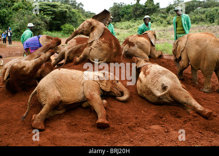 Verwaiste Elefanten und ihre Betreuer, Sheldrick Wildlife Trust, Nairobi, Kenia Stockfoto