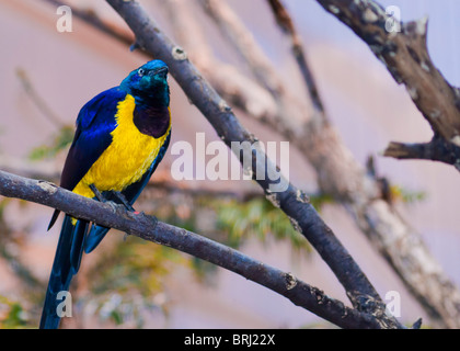 Golden-breasted Starling Stockfoto