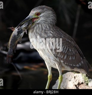 Juvenile Black gekrönt Nachtreiher mit Wels Stockfoto