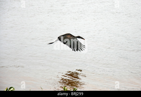 Ein Openbill Storch (Anastomus Lamelligerus) fliegen über dem Wasser, Uganda Stockfoto
