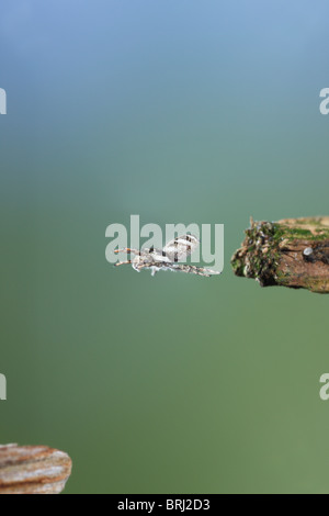 Zebra Spinne (Salticus Scenicus) springen Jumping Stockfoto