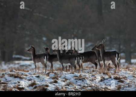 Young-Brache Hirsche (Cervus Dama / Dama Dama) im Wald im Schnee im Winter, Dänemark Stockfoto