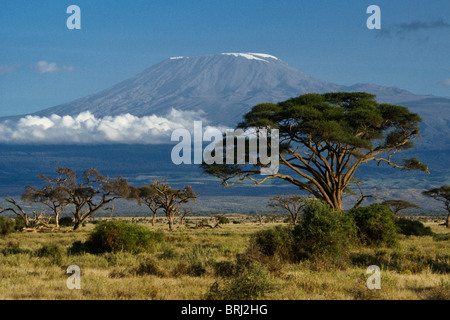 Mount Kilimanjaro, Tansania, angesehen vom Amboseli Nationalpark, Kenia Stockfoto