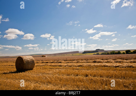 Heuernte in Feldern in der Nähe von Roundway Down, Wiltshire, England, UK Stockfoto