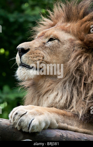 Lion Stockfoto