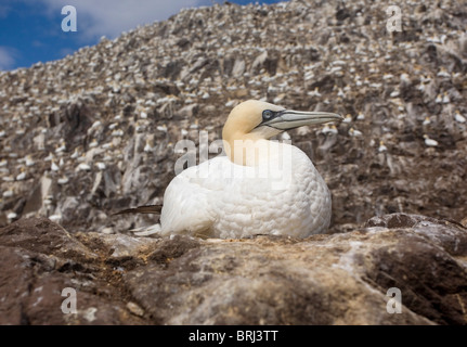 Gannet sitzt auf seinem Nest auf Bass Rock Stockfoto