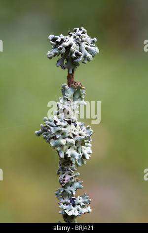 Flechten (Hypogymnia Physodes) wächst auf einem Ast Stockfoto