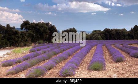 Lavendelfelder von Salagon priory Stockfoto