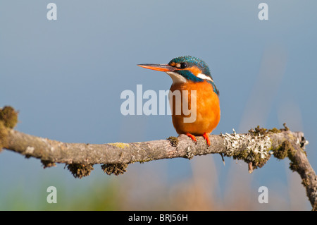 Eisvogel (weiblich) Stockfoto
