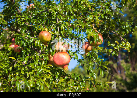 Williamsburg, VA - September 2009 - Granatapfel (Punica Granatum) Frucht am Baum wachsen. Stockfoto