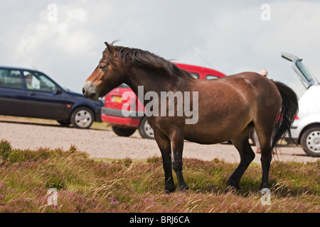 Exmoor Ponys besuchen den Parkplatz auf Porlock Hügel in Nord-Devon. Stockfoto