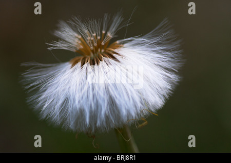 Samen-Leiter der Huflattich, Tussilago farfara Stockfoto