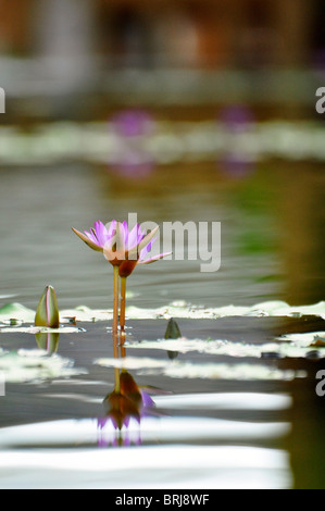 Lotusblumen in einem Park in Hue, Vietnam Stockfoto