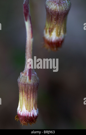 Samen-Leiter der Huflattich, Tussilago farfara Stockfoto