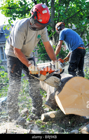Zwei "Baum-Chirurgen" mit Kettensägen und Sicherheit Ausrüstung schneiden neu gefällten Baum in Protokolle Stockfoto