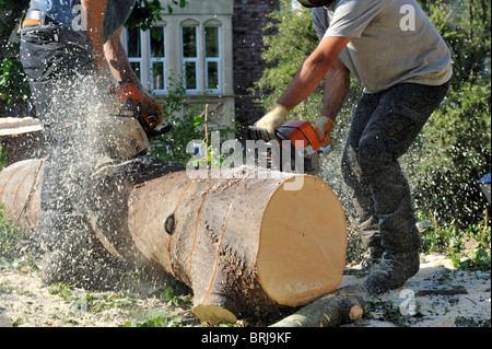 Zwei "Baum-Chirurgen" mit Kettensägen und Sicherheit Ausrüstung schneiden neu gefällten Baum in Protokolle Stockfoto