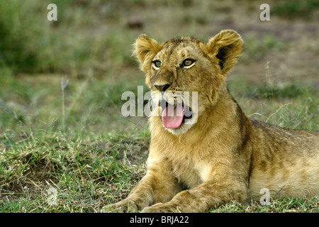 Löwenjunges, Gähnen, Masai Mara, Kenia Stockfoto