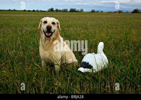 Junge gelbe Labrador Retriever sitzend neben Schneegans Shell Köder im Stoppelfeld geerntete Gerste Westham Insel Delta BC Stockfoto