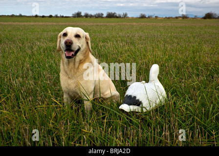 Junge gelbe Labrador Retriever sitzend neben Schneegans Shell Köder im Stoppelfeld geerntete Gerste Westham Insel Delta BC Stockfoto