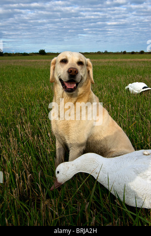 Junge gelbe Labrador Retriever Jagdhund saß Schneegans Shell Köder im Stoppelfeld geerntete Gerste Delta BC Stockfoto