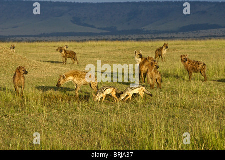 Tüpfelhyänen und Black-backed Schakale, Masai Mara, Kenia Stockfoto