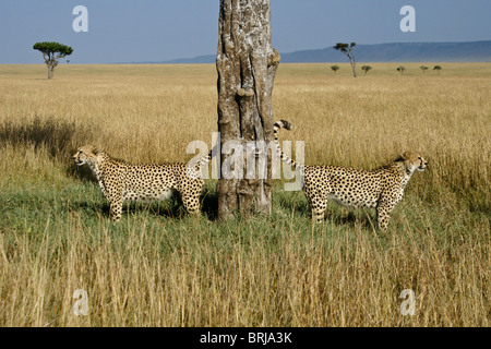 Gepard Brüder Duft-Kennzeichnung Baum, Masai Mara, Kenia Stockfoto