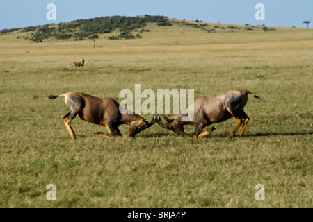 Männliche Konferenz kämpfen, Masai Mara, Kenia Stockfoto