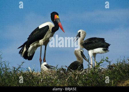 Sattel – abgerechnet Storchenmann Nest mit Küken, Masai Mara, Kenia Stockfoto