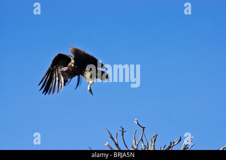 Ohrengeier konfrontiert (nubischen) Geier abheben, Masai Mara, Kenia Stockfoto