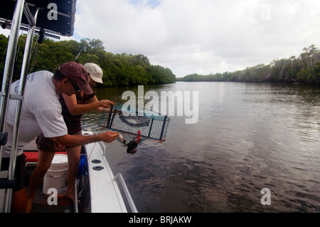 Loslassen untermaßige Schlammkrabbe aus Topf über Seite des Bootes, Hull River, North Queensland. Weder Herr PR