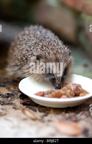 Igel ernähren sich von Hundefutter. Stockfoto