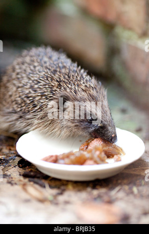 Igel ernähren sich von Hundefutter. Stockfoto