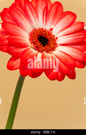 Germini Rotmilan auf einfachen farbigen Hintergrund Stockfoto