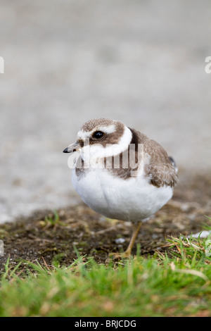 Flussregenpfeifer Regenpfeifer; Charadrius Hiaticula; Davidstow Flughafen; Cornwall Stockfoto