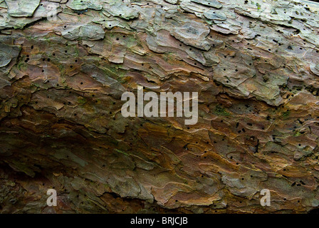 Bunt gemusterte Baumrinde Stockfoto