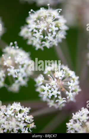 Wild Angelica; Angelica Sylvestris; Stockfoto