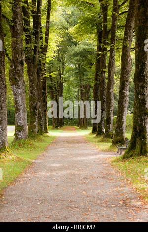 Eine lange Allee im Park unter den grünen Bäumen Stockfoto