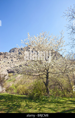 Schönen Kirschblüten Baum über Berge Stockfoto