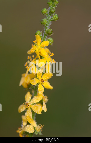 Agrimony; Agrimonia Eupatoria; in Blüte Stockfoto