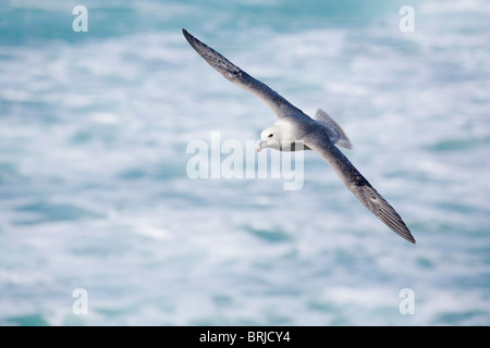 Fulmar; Fulmarus Cyclopoida; im Flug Stockfoto