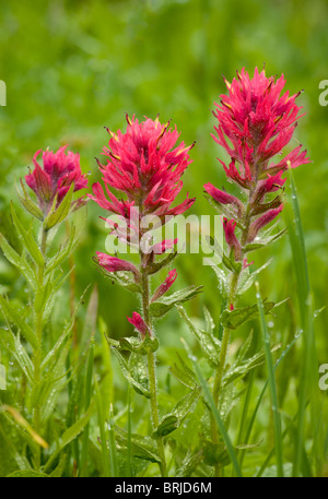 Magenta Pinsel (Castilleja Parviflora); Paradise Meadows, Mount-Rainier-Nationalpark, Washington. Stockfoto