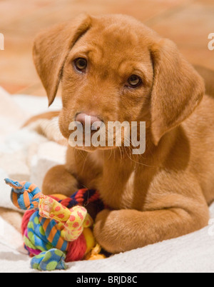 Liebenswert Stockfoto