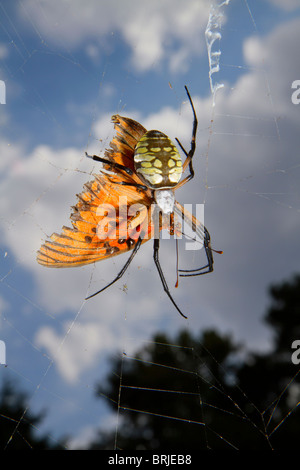 Weibliche schwarz-gelbe Gartenspinne (Argiope aurantia), die den gefangenen Schmetterling im Netz isst. Stockfoto
