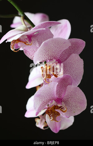 Nahaufnahme einer gefleckten rosa Phalaenopsis Orchidee (Mottenorchidee) isoliert vor schwarzem Hintergrund, Großbritannien Stockfoto