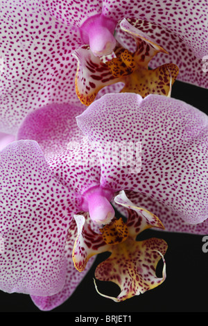 Nahaufnahme einer gefleckten rosa Phalaenopsis-Orchidee (Mottenorchidee), isoliert vor schwarzem Hintergrund Stockfoto