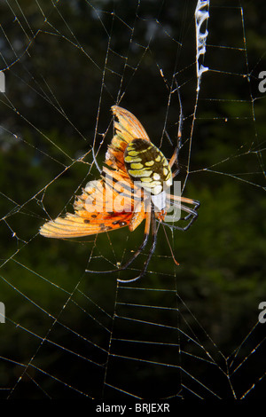 Weibliche schwarz-gelbe Gartenspinne (Argiope aurantia), die den gefangenen Schmetterling im Netz isst. Stockfoto