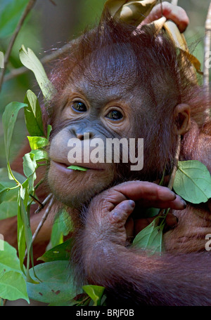Orang-Utan, verlässt (Pongo Pygmaeus) Essen im Regenwald Stockfoto