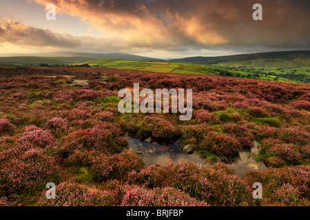 Sonnenaufgang über dem Heidekraut Moorland auf Dumpit Hügel in der Nähe von Hebden in der Yorkshire Dales of England Stockfoto