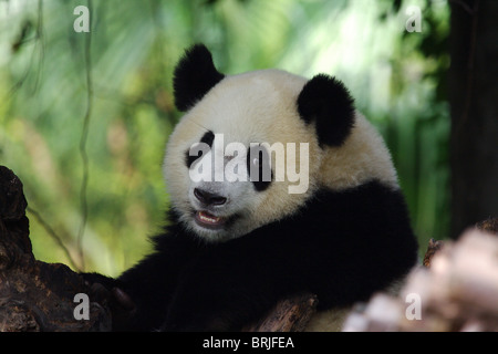 Großer Panda im chinesischen Chengdu Panda Base Stockfoto