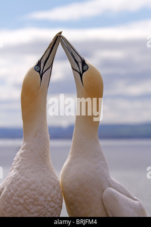 Basstölpel (Morus Bassanus) paar Gruß Stockfoto